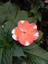 Chinese balsam orange and white also known as wheel balsam garden plant