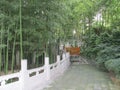 Chinese bamboo forest Royalty Free Stock Photo