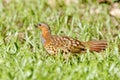 Chinese bamboo partridge bird