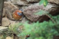 Chinese bamboo partridge