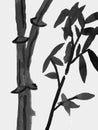 Chinese Bamboo Plant (Bambusoideae) - Hand Drawn Ink Drawing