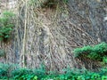Chinese Banyan Ficus microcarpa