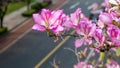 Chinese bauhinia flower Royalty Free Stock Photo