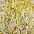 chinese beansprout background