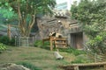 Chinese Bear China National Treasure Macao Panda Macau Giant Panda Pavilion Nature Habitat Coloane Zoo Baby Cub Pandas Habitat