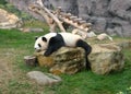 Chinese Bear China National Treasure Macao Panda Macau Giant Panda Pavilion Nature Habitat Coloane Zoo Baby Cub Pandas Habitat