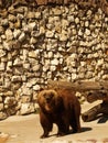 Chinese brown bear at the stone wall