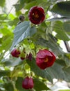 Chinese bell flower Royalty Free Stock Photo