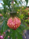 Chinese bell or Chinese Lantern hanging from the branch of the plant Farolillo chino colgada de la planta Royalty Free Stock Photo