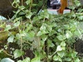 Chinese betel leaf contains anti-cancer agents, strong antioxidants, and anti-inflammatories. Royalty Free Stock Photo