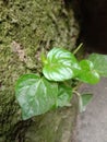 Chinese betel tree which is easy to grow