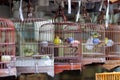 Chinese bird cages and birds Royalty Free Stock Photo