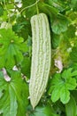 Chinese Bitter Gourd