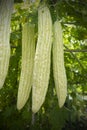 Chinese bitter gourd fruit for healthy food.