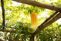 Chinese bitter melon or Momordica charantia platn in garden Royalty Free Stock Photo