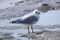 Chinese black-headed gull in the beach at low tide