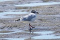 Chinese black-headed gull in the beach at low tide