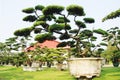 The Chinese bonsai garden