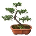 Chinese bonsai tree