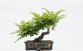 The Chinese bonsai tree