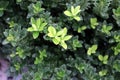 \'Green Velvet Boxwood\' cultivar of Chinese box (Buxus sinica), a shrub : (pix Sanjiv Shukla)