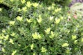 \'Green Velvet Boxwood\' cultivar of Chinese box (Buxus sinica), a shrub : (pix Sanjiv Shukla)