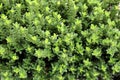 \'Green Velvet Boxwood\' cultivar of Chinese box (Buxus sinica), a shrub : (pix Sanjiv Shukla)