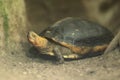 Chinese box turtle Royalty Free Stock Photo