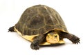 Chinese Box Turtle Royalty Free Stock Photo