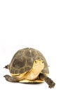 Chinese Box Turtle Royalty Free Stock Photo