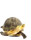Chinese Box Turtle Royalty Free Stock Photo