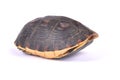 Chinese box turtle, Cuora flavomarginata Royalty Free Stock Photo