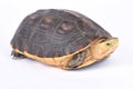 Chinese box turtle, Cuora flavomarginata Royalty Free Stock Photo