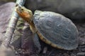 Chinese box turtle, Cuora flavomarginata Royalty Free Stock Photo