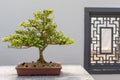 Chinese Boxwood Bonsai