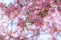 Chinese branches flowering crab-apple season blossom