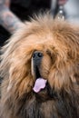 Chinese-bred Tibetan Mastiff dog Lion Head type portrait close-up Royalty Free Stock Photo