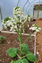 Chinese Broccoli Royalty Free Stock Photo