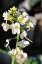 Chinese Broccoli Flower Royalty Free Stock Photo