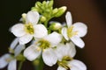 Chinese Broccoli Flower Royalty Free Stock Photo