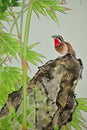 Chinese brush painting bird House sparrow Royalty Free Stock Photo