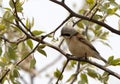 Chinese Buidelmees, Chinese Penduline-Tit, Remiz consobrinus