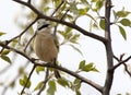 Chinese Buidelmees, Chinese Penduline-Tit, Remiz consobrinus