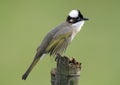Chinese bulbul Royalty Free Stock Photo