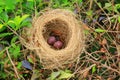 Bird Nest with Two Eggs of Chinese Bulbul in it Royalty Free Stock Photo