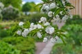 Chinese bush cherry Alba Plena