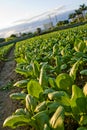 Chinese cabbage