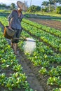 Chinese cabbage