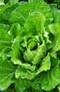 Chinese cabbage