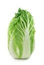 Chinese cabbage Royalty Free Stock Photo